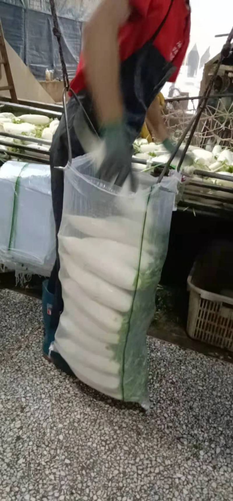 精品高山白萝卜产地直供代收代发可视频看货保质保量