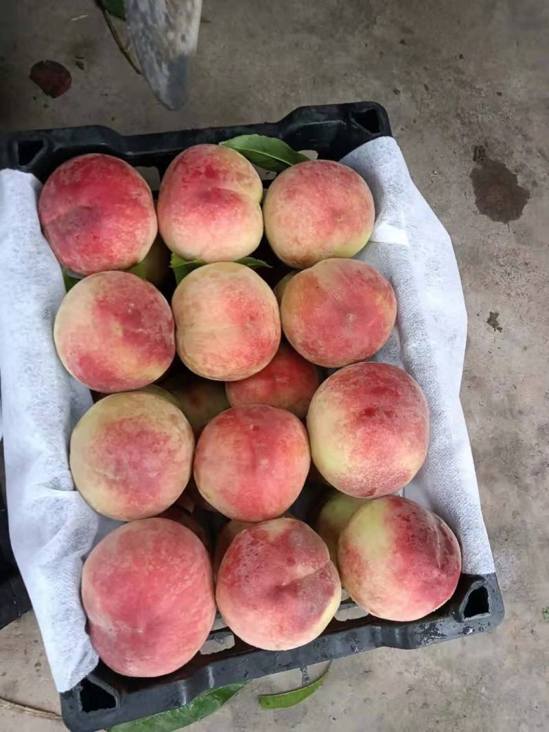 春美毛桃大量上市