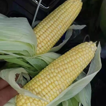 玉米