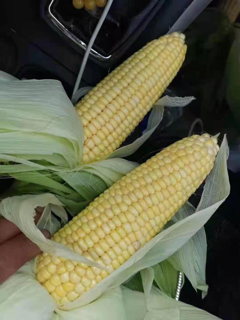 玉米