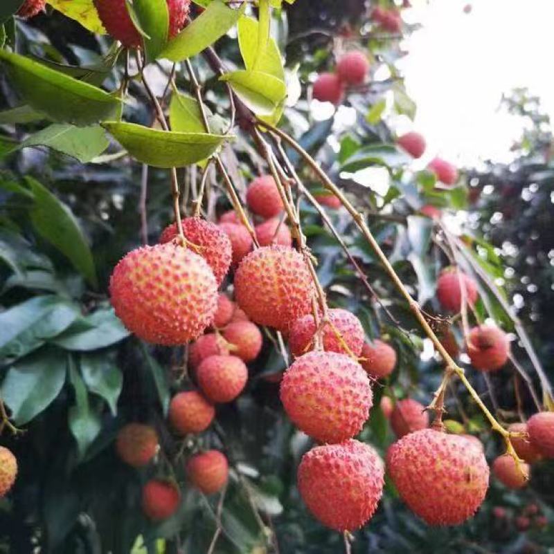 桂味荔枝苗