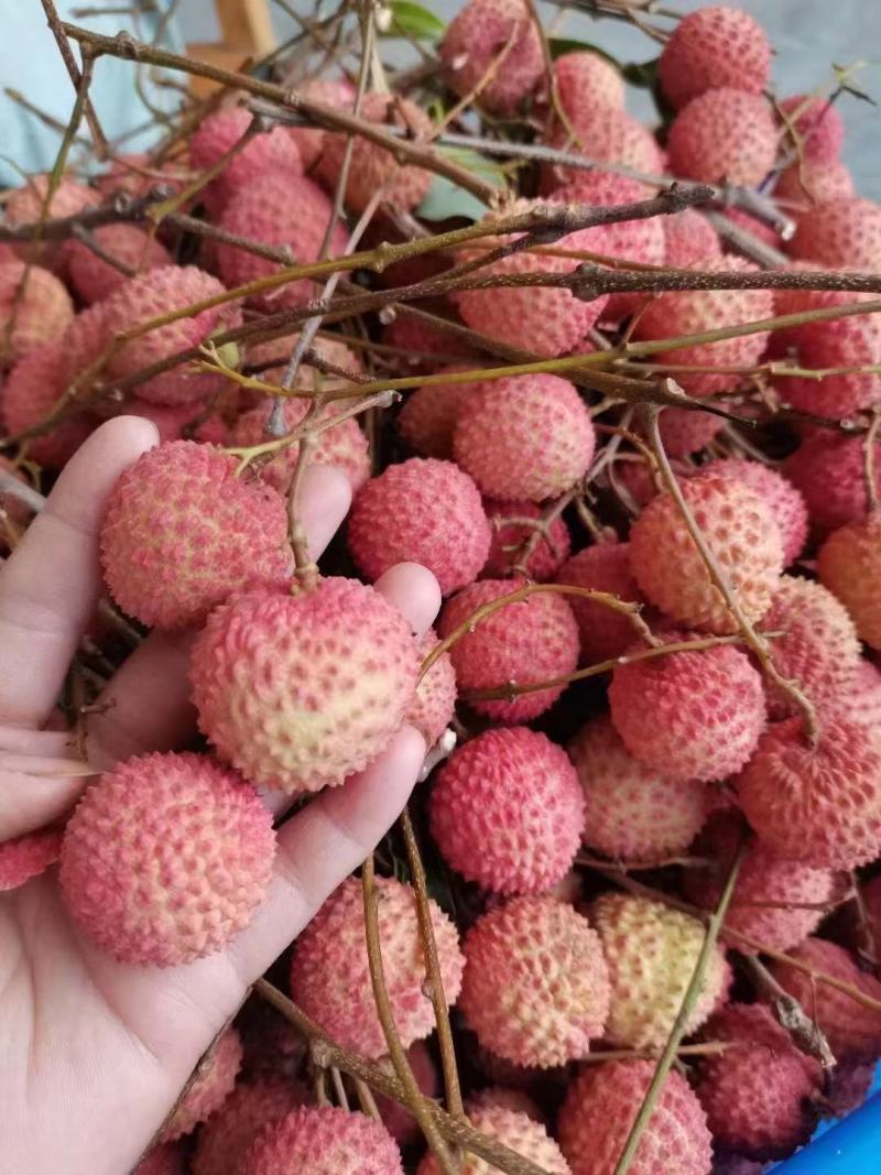 桂味荔枝苗