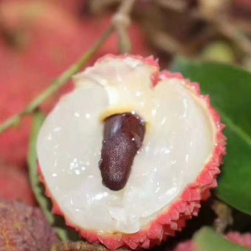 桂味荔枝苗