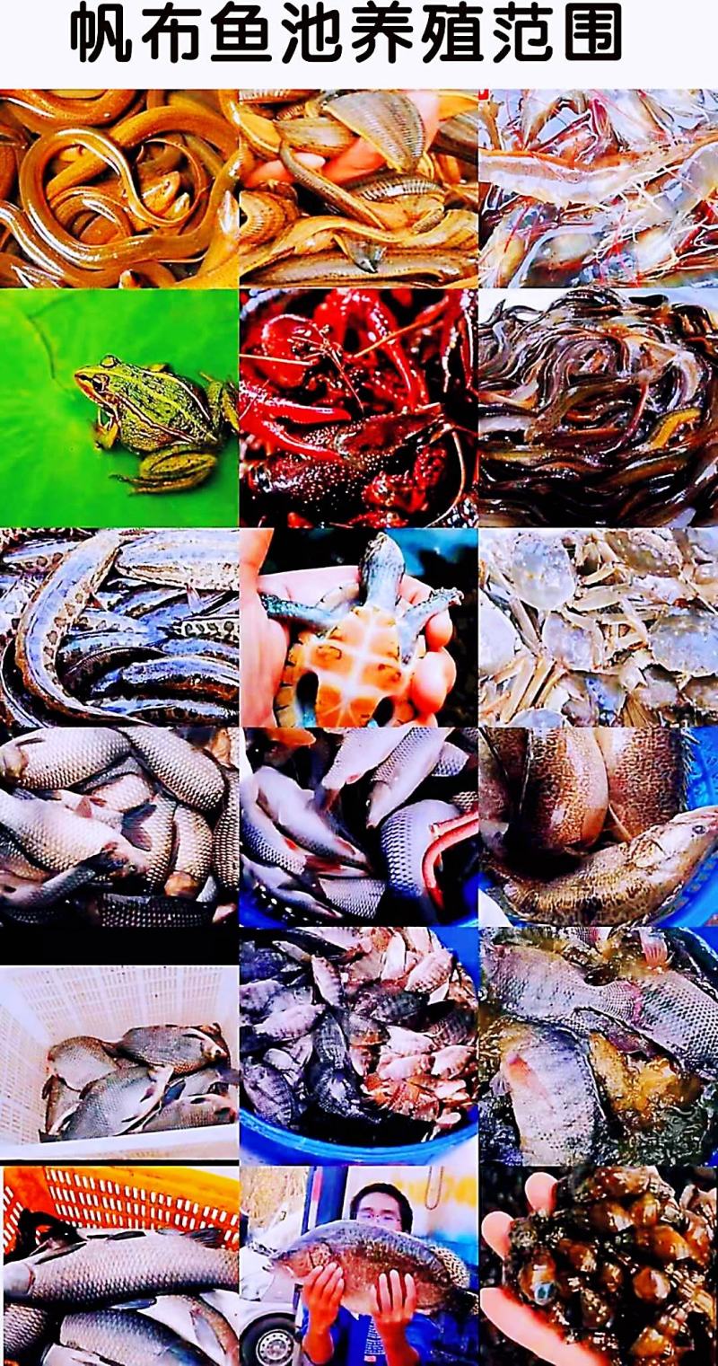 养殖帆布水池大棚鱼池加厚刀刮布水池水蛭龙虾对虾锦鲤鱼水箱