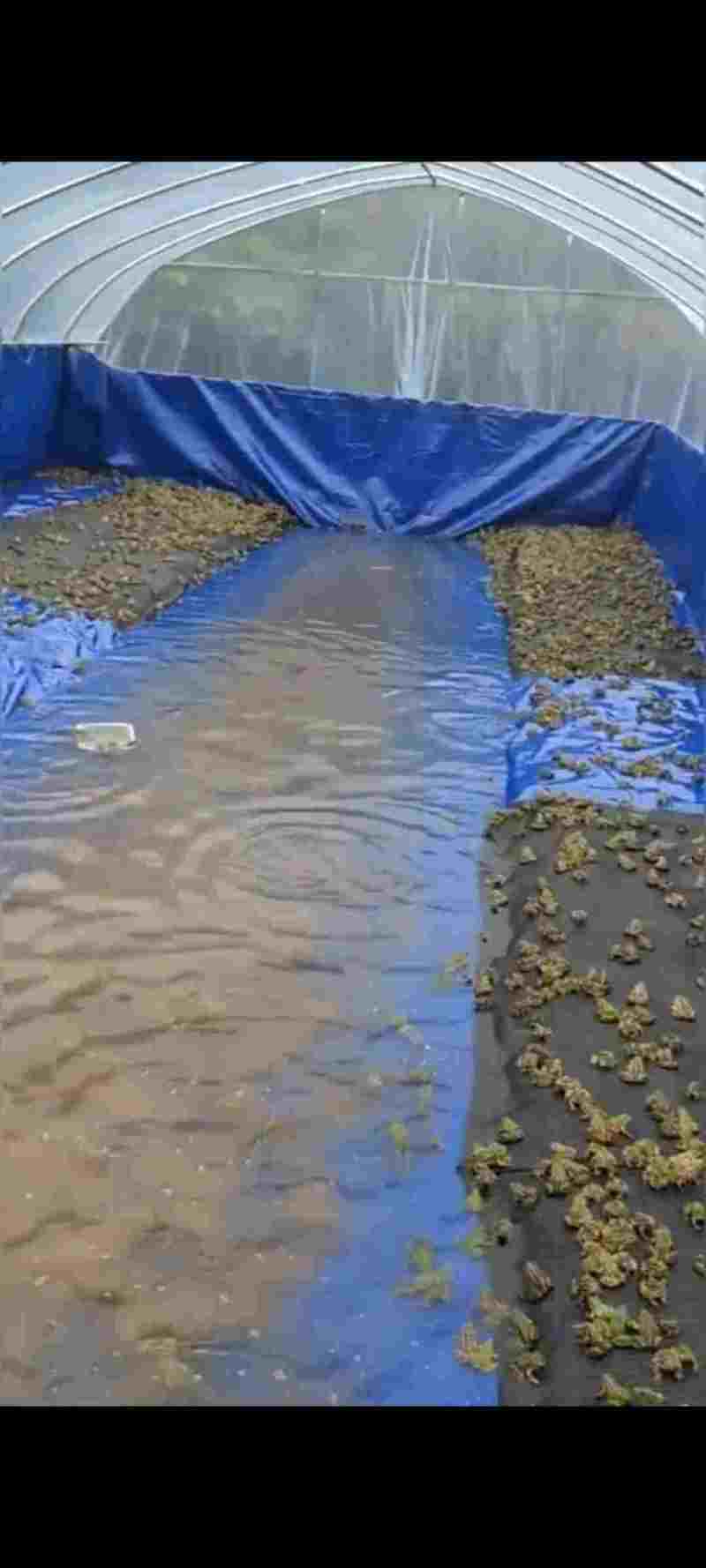 养殖帆布水池大棚鱼池加厚刀刮布水池水蛭龙虾对虾锦鲤鱼水箱