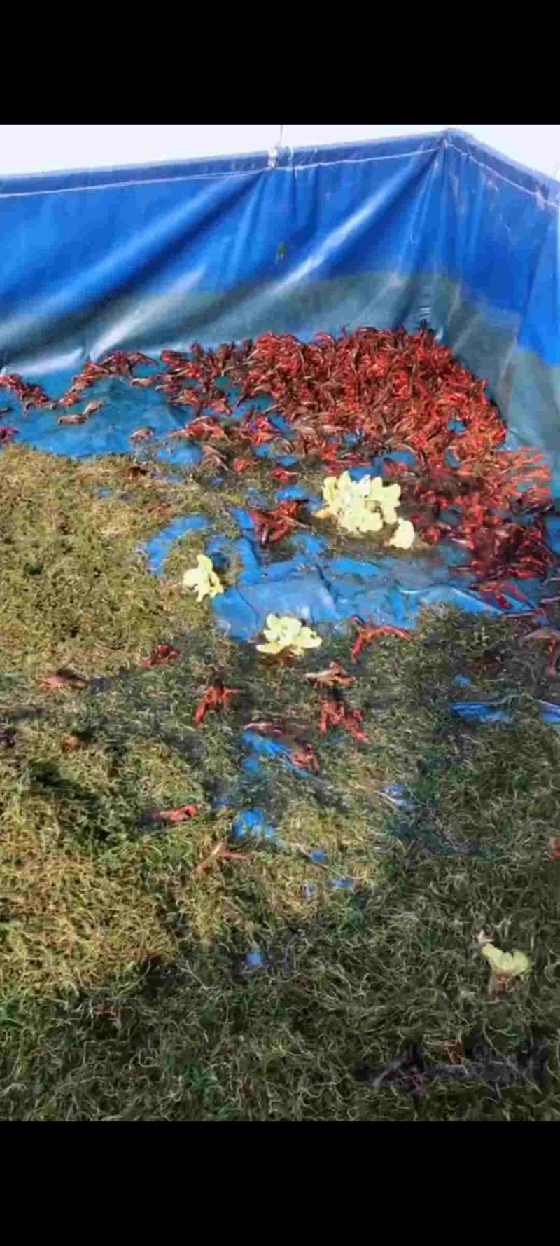 养殖帆布水池大棚鱼池加厚刀刮布水池水蛭龙虾对虾锦鲤鱼水箱