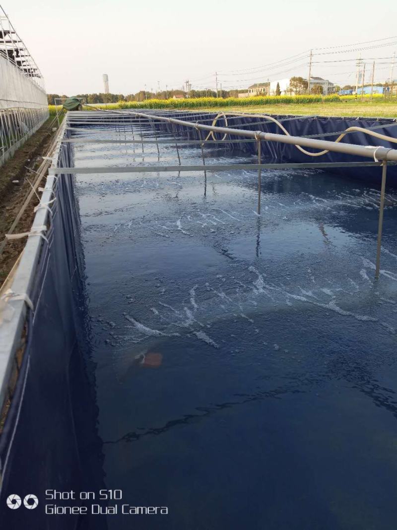 养殖帆布水池大棚鱼池加厚刀刮布水池水蛭龙虾对虾锦鲤鱼水箱