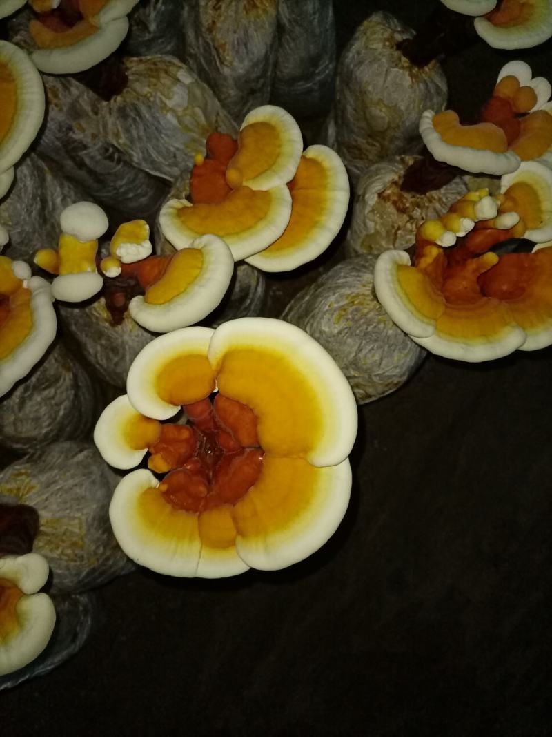 立栽活体灵芝花，精品灵芝盆景，灵芝仙草，仙草灵芝产地直销