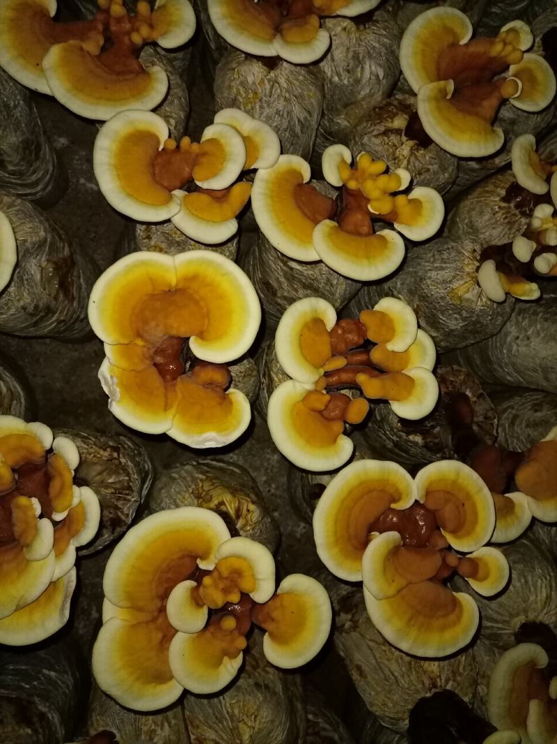 立栽活体灵芝花，精品灵芝盆景，灵芝仙草，仙草灵芝产地直销