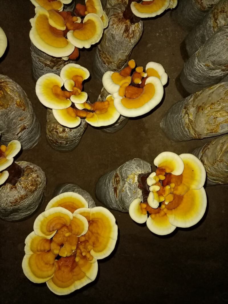 立栽活体灵芝花，精品灵芝盆景，灵芝仙草，仙草灵芝产地直销