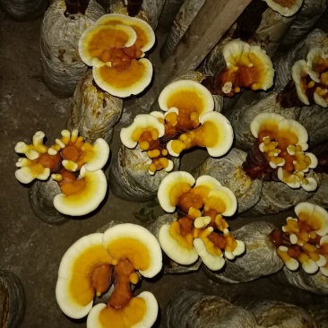 立栽活体灵芝花，精品灵芝盆景，灵芝仙草，仙草灵芝产地直销