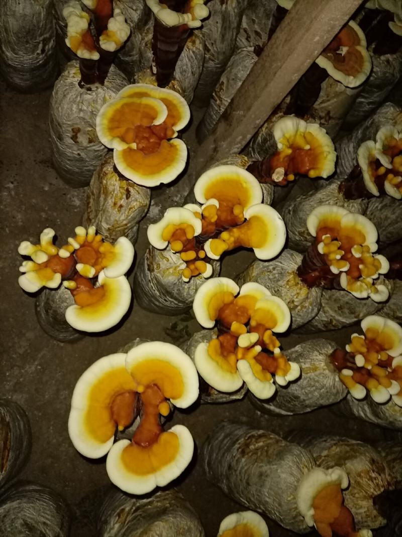 立栽活体灵芝花，精品灵芝盆景，灵芝仙草，仙草灵芝产地直销