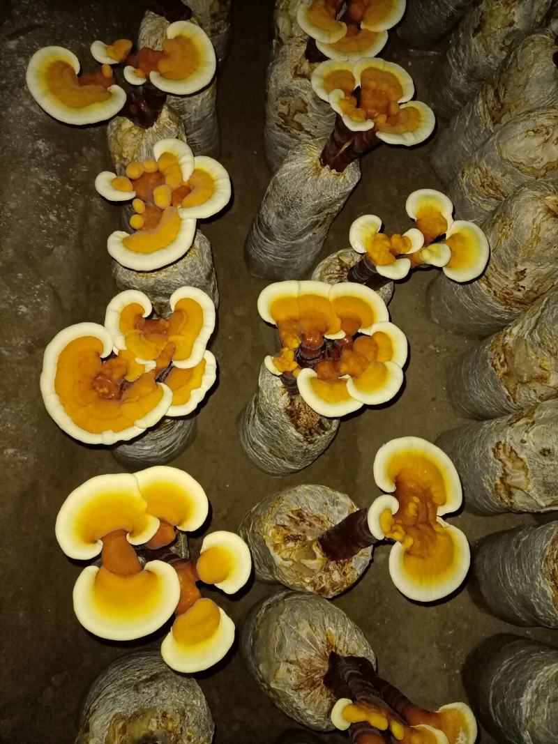 立栽活体灵芝花，精品灵芝盆景，灵芝仙草，仙草灵芝产地直销