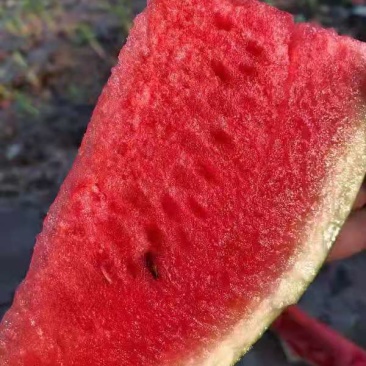 西瓜拳王品种
