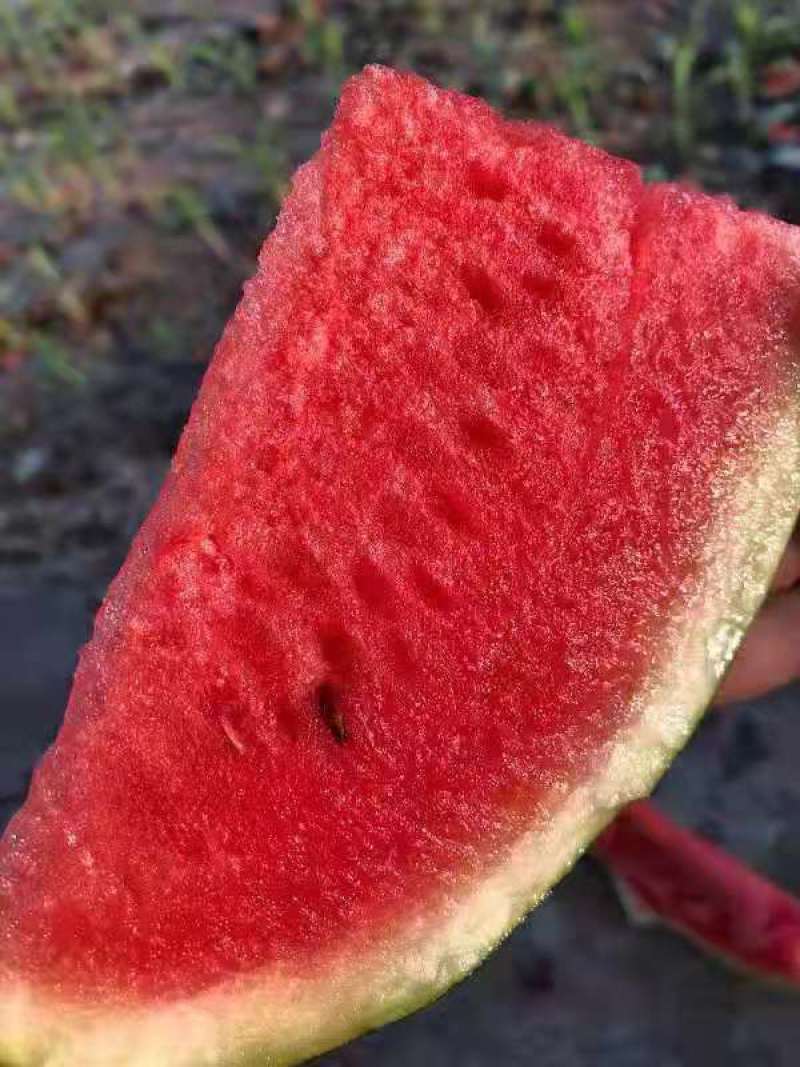 西瓜拳王品种