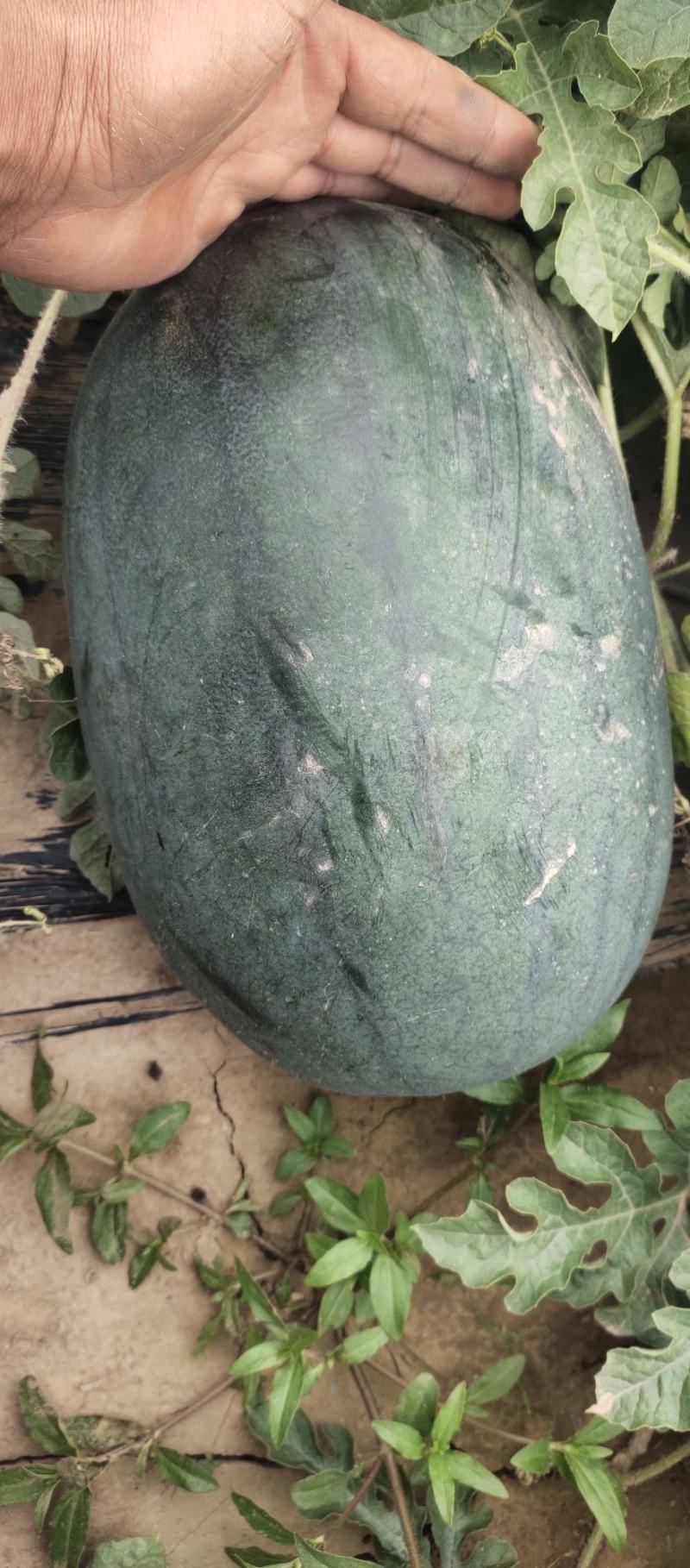 西瓜拳王品种