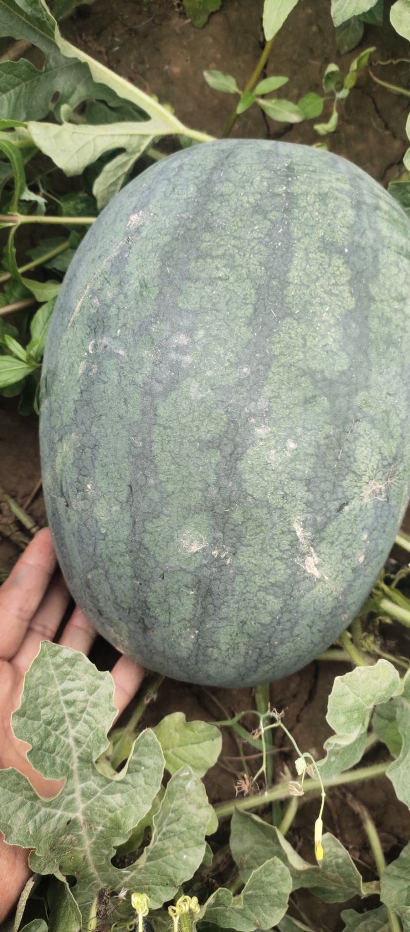 西瓜拳王品种