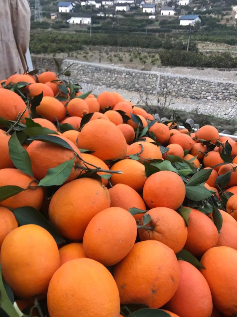 湖北秭归伦晚中华红夏橙产地质优价廉果园看货支持视频看货