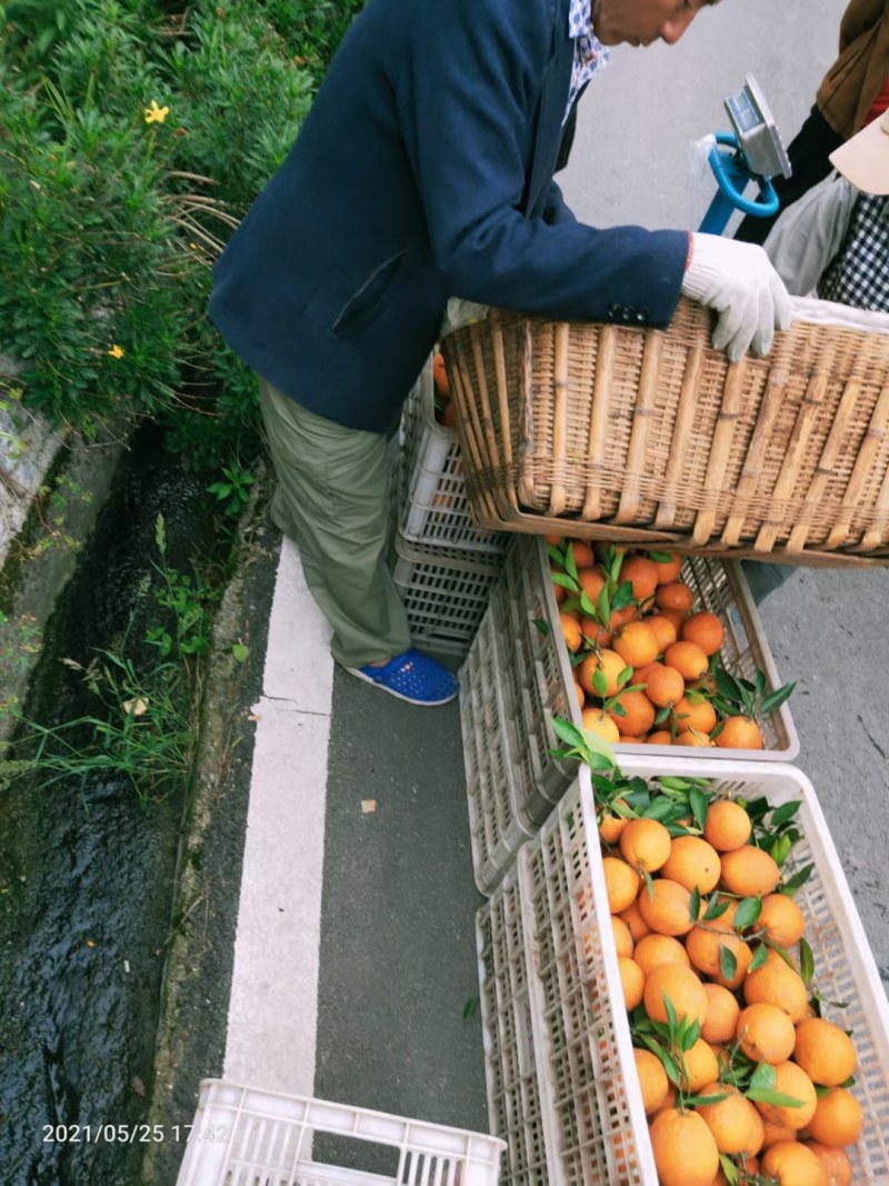 湖北秭归伦晚中华红夏橙产地质优价廉果园看货支持视频看货