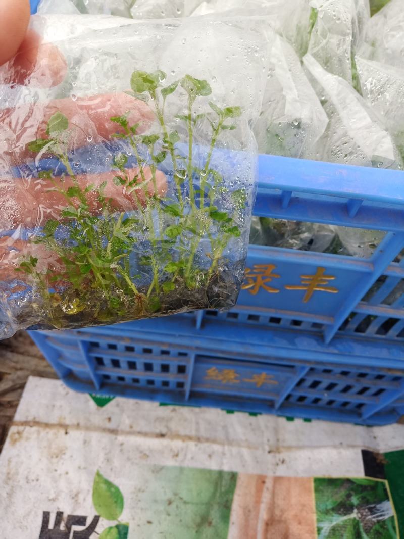 （热销）广西南宁广藿香种苗组培苗，抗病好，产量高