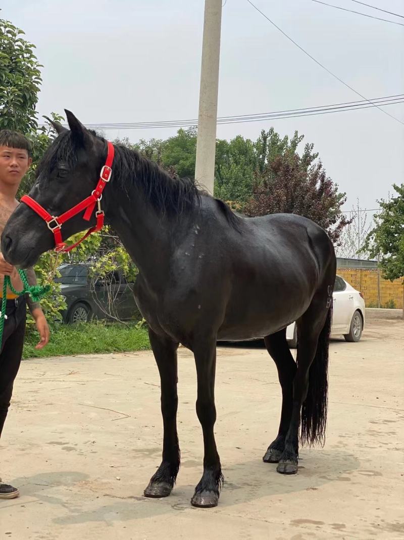 国产改良骑乘马驼东西的马