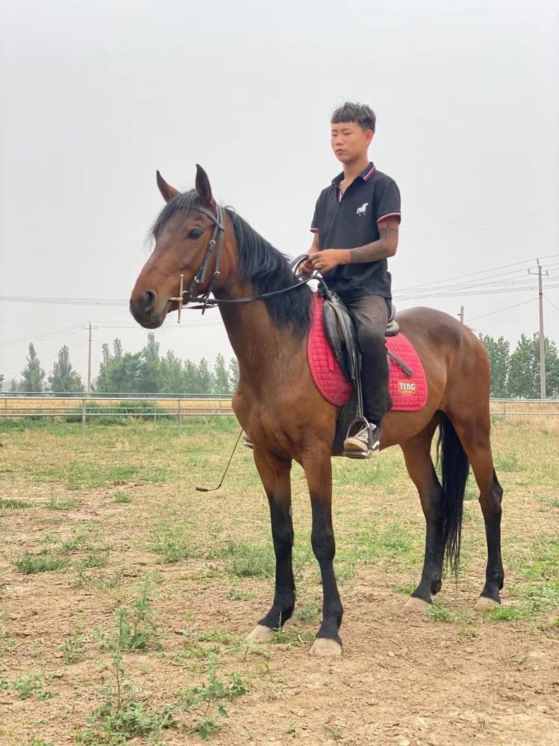 国产改良骑乘马驼东西的马