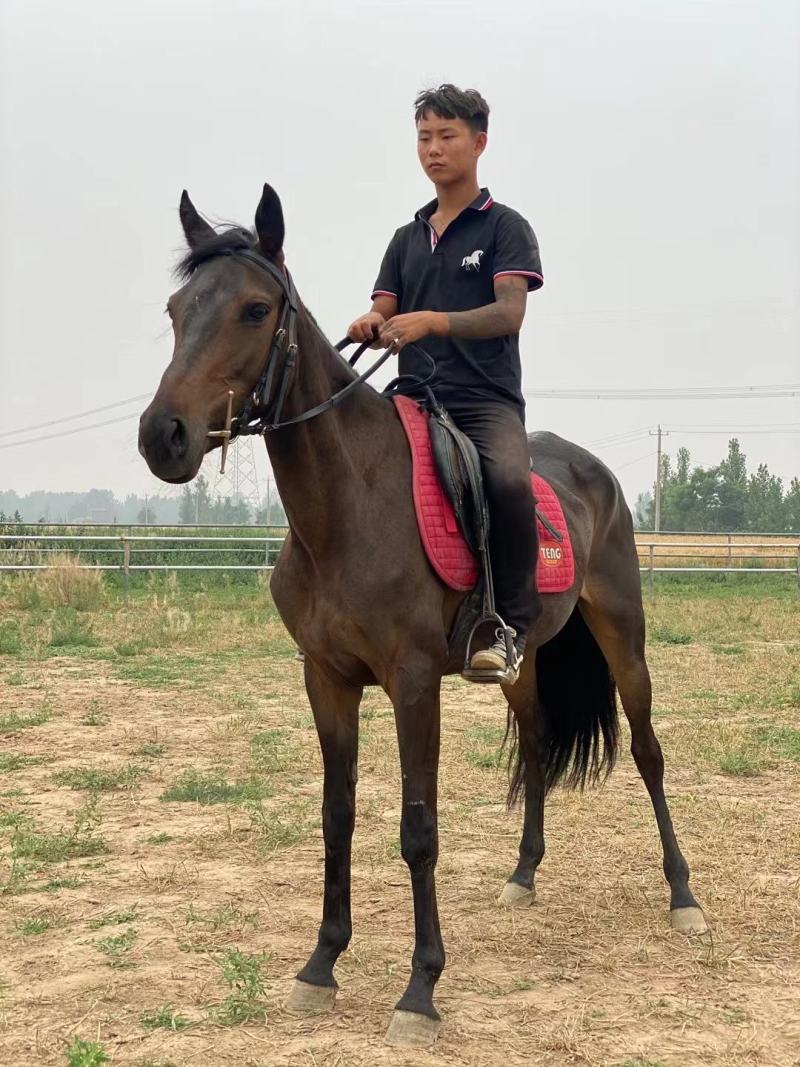 国产改良骑乘马驼东西的马