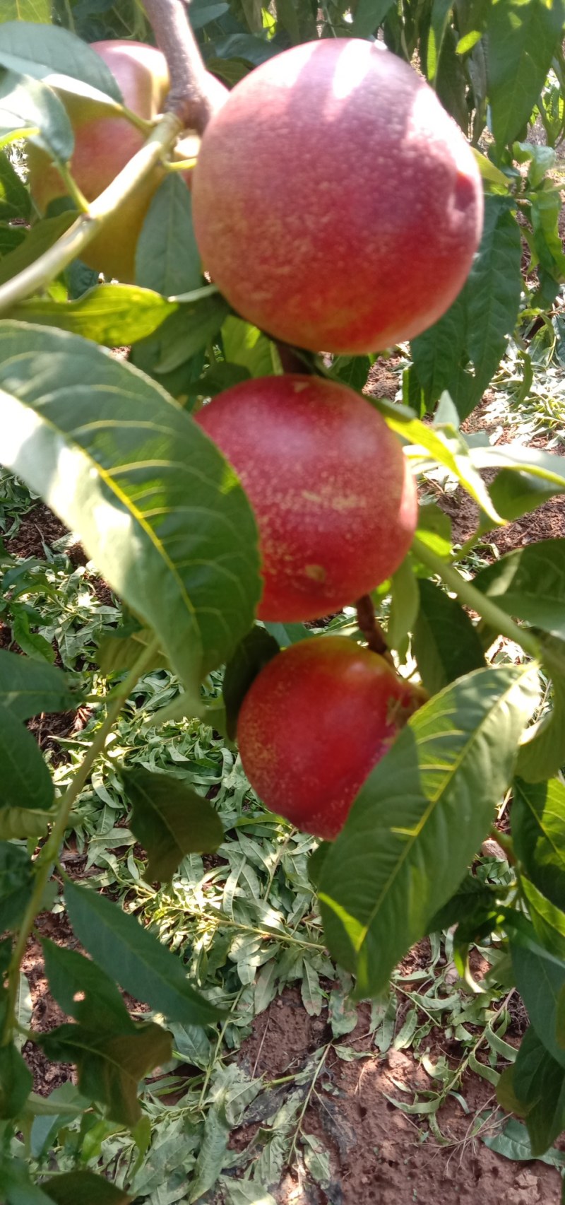 桃