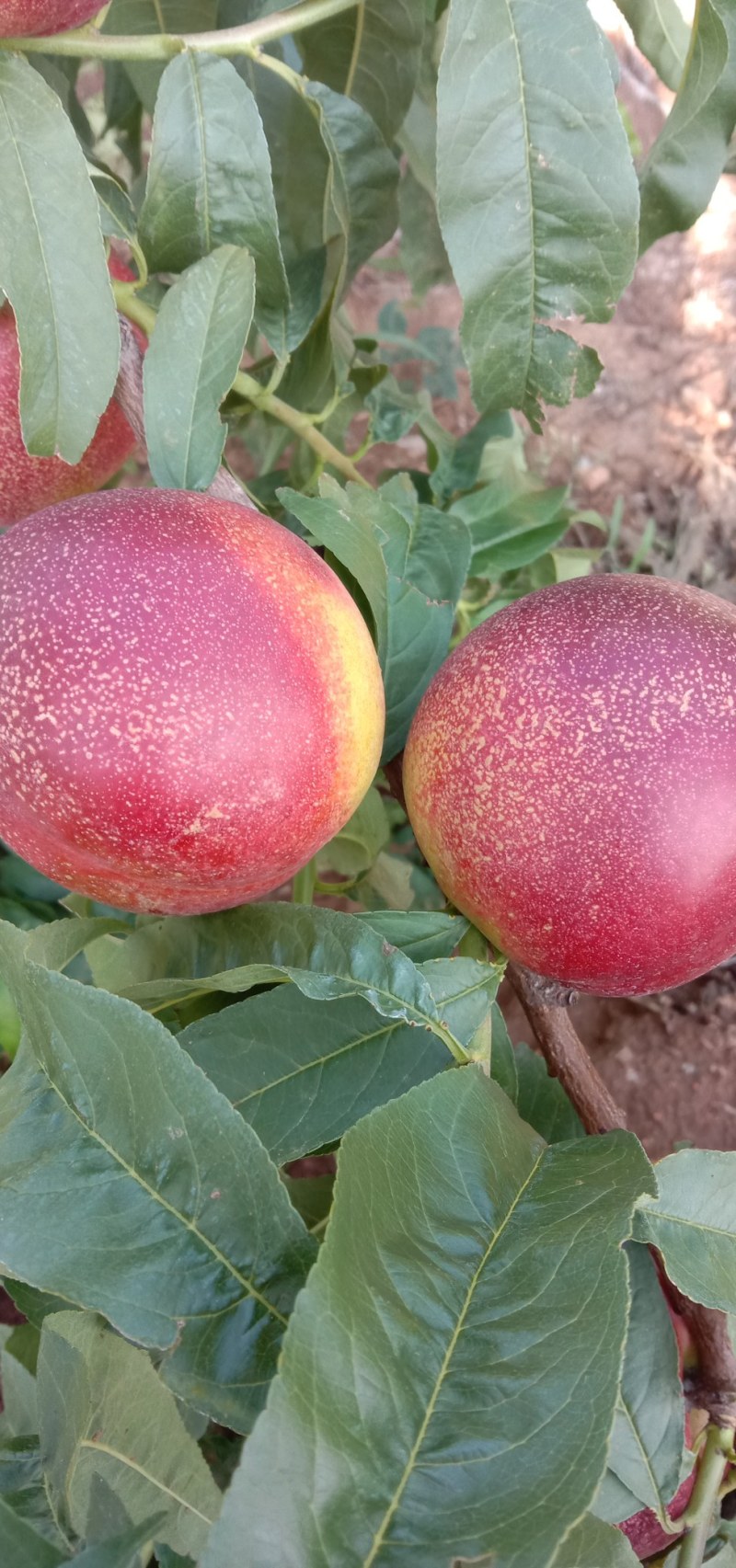 桃