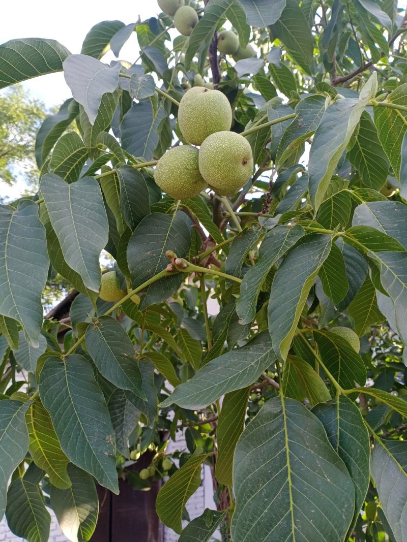 青皮核桃