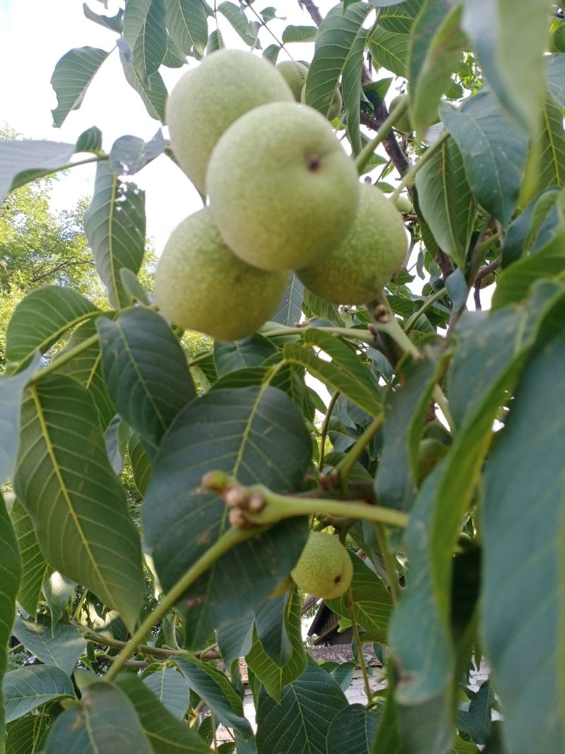 青皮核桃