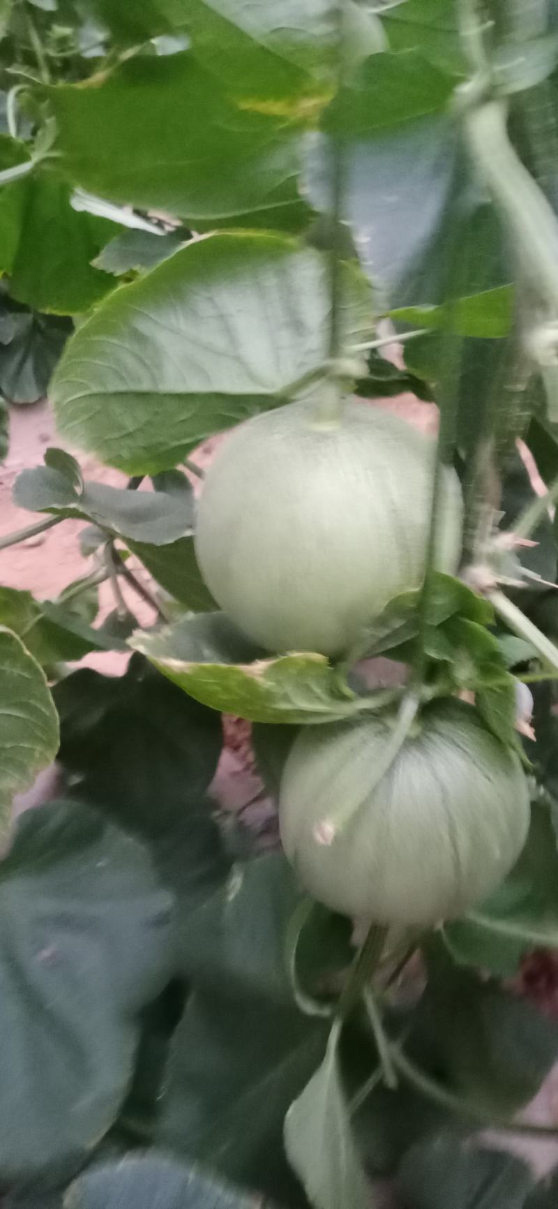 价格合理，诚信经营
