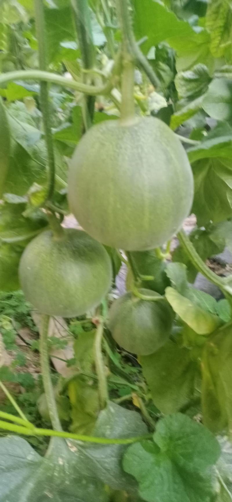 价格合理，诚信经营