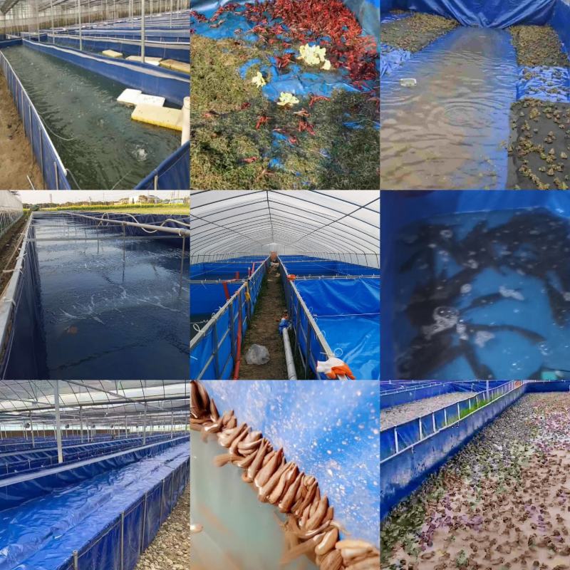 养殖帆布水池大棚鱼池加厚刀刮布水池水蛭龙虾对虾锦鲤鱼水箱