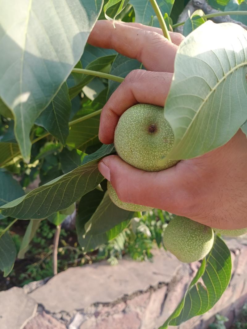 赞皇青皮核桃