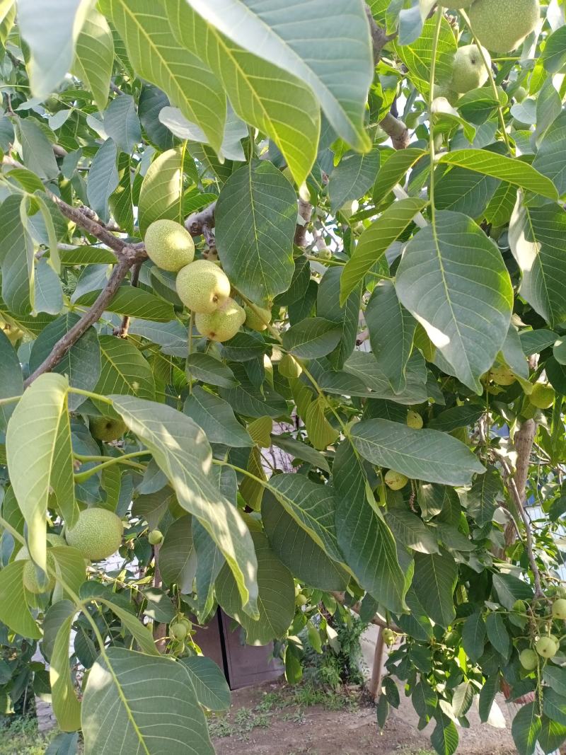 赞皇青皮核桃