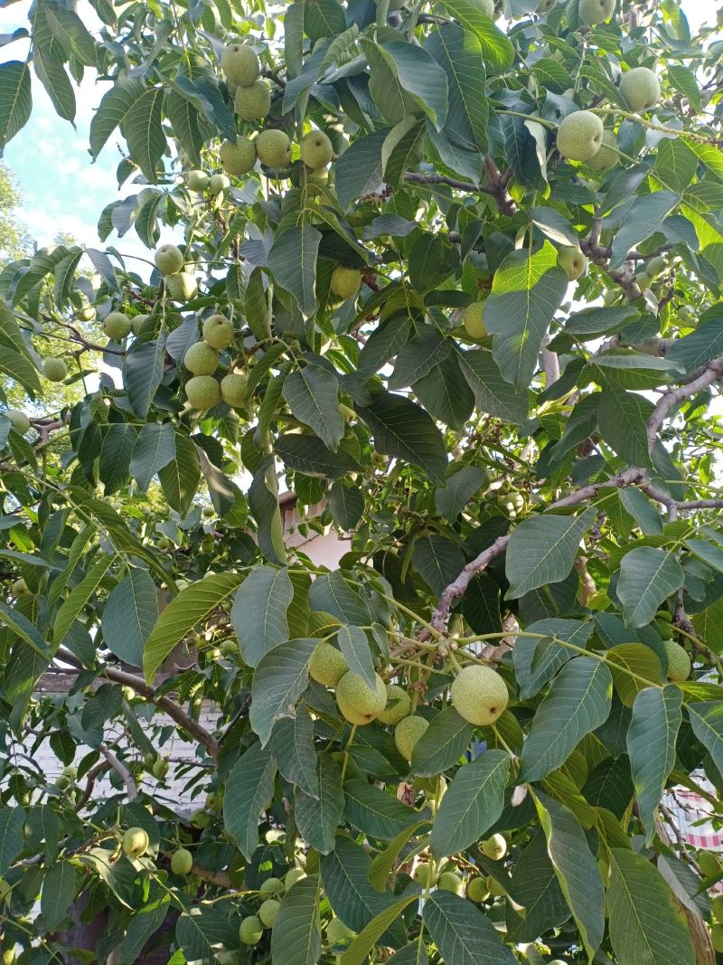 赞皇青皮核桃