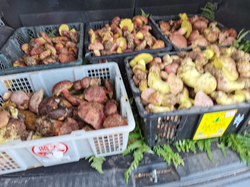 菌王国南华野生菌，一手货源，品质保证，欢迎老板咨询