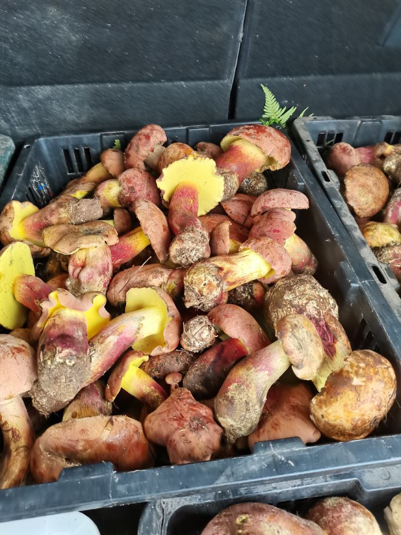 菌王国南华野生菌，一手货源，品质保证，欢迎老板咨询