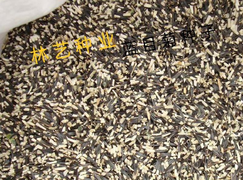 蓝目菊种子非洲雏菊种籽室内外阳台盆栽易种春播夏秋