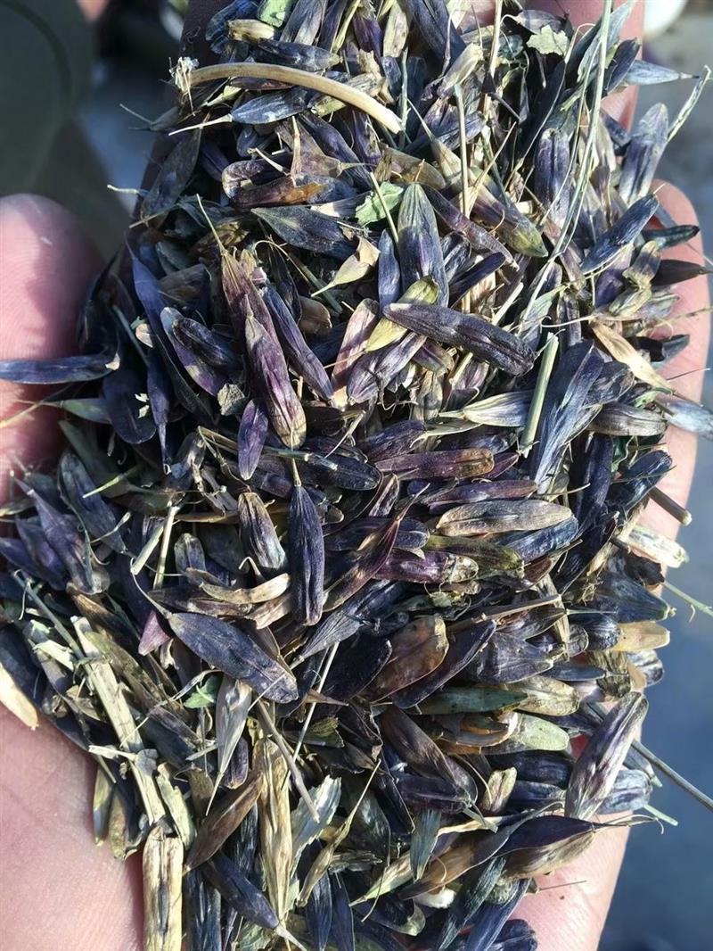 优质板蓝根种子，纯新种子，颜色纯正