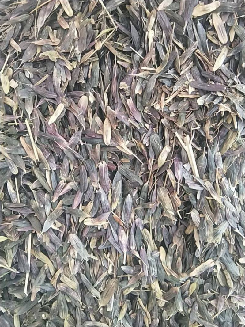 优质板蓝根种子，纯新种子，颜色纯正