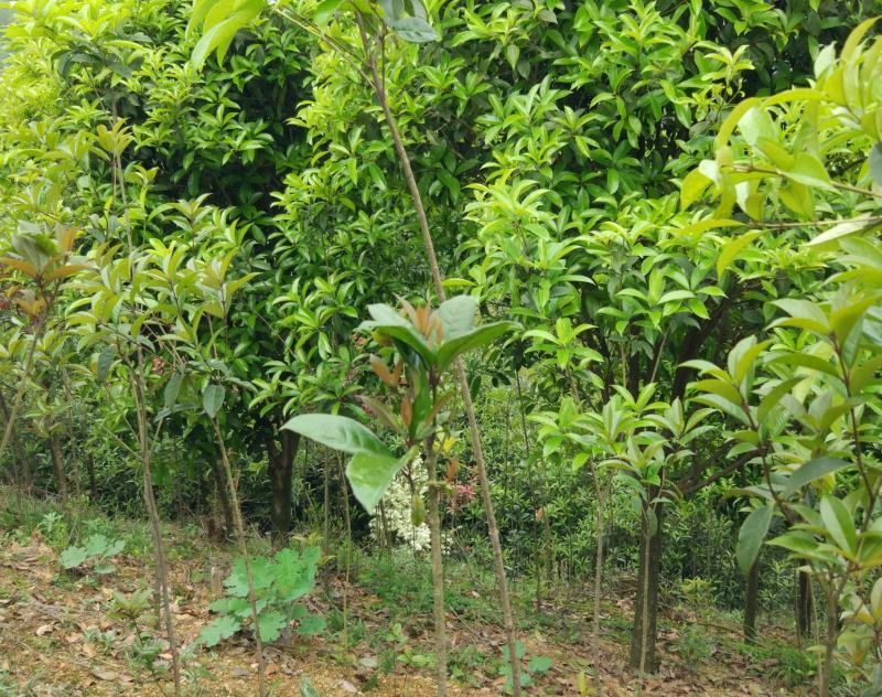 速生金桂大树庭院地栽绿化浓香型桂花树园林工程四季常青苗木