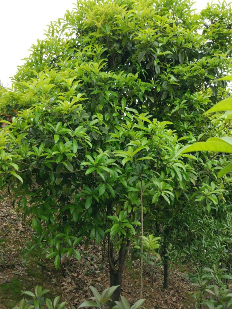 速生金桂大树庭院地栽绿化浓香型桂花树园林工程四季常青苗木