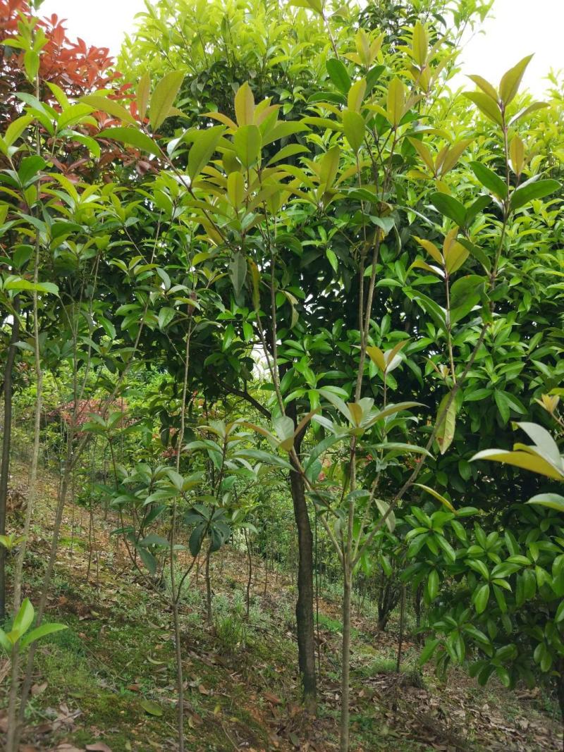 速生金桂大树庭院地栽绿化浓香型桂花树园林工程四季常青苗木