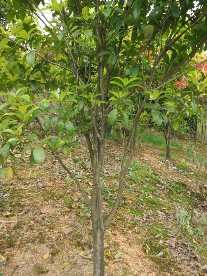 速生金桂大树庭院地栽绿化浓香型桂花树园林工程四季常青苗木