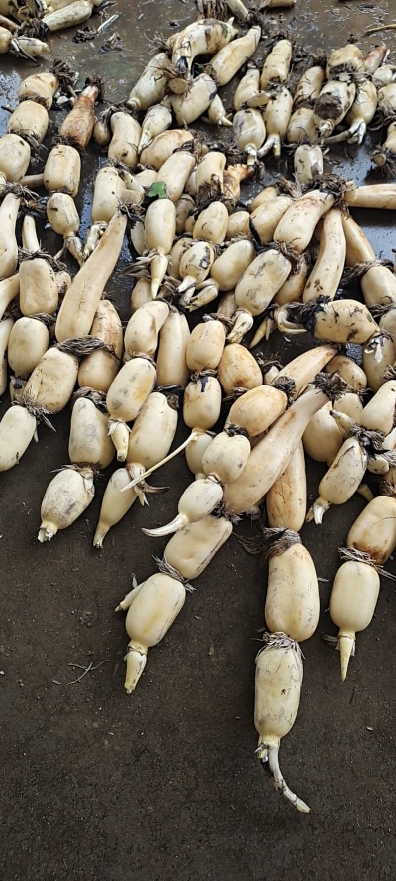 广西莲藕各种规格都有量大从优产地直发欢迎选购