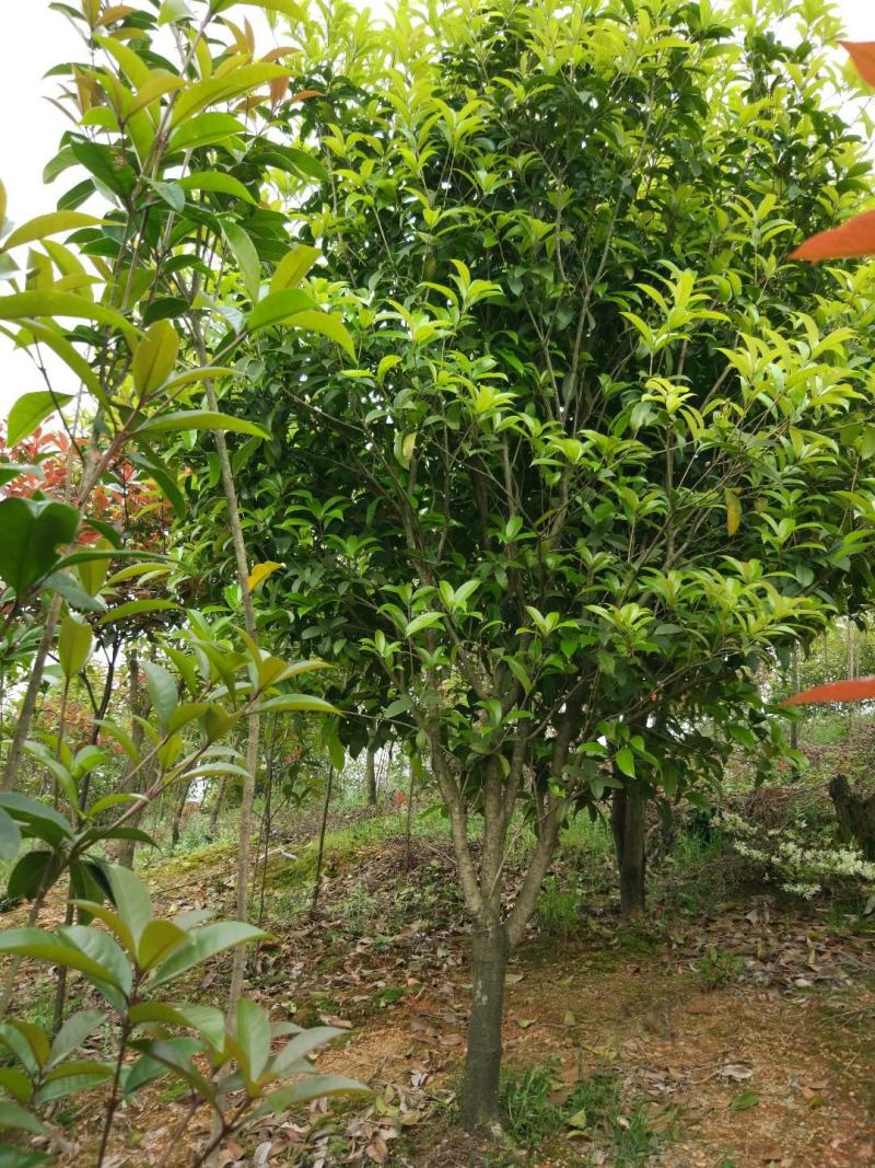 速生金桂大树庭院地栽绿化浓香型桂花树园林工程四季常青苗木