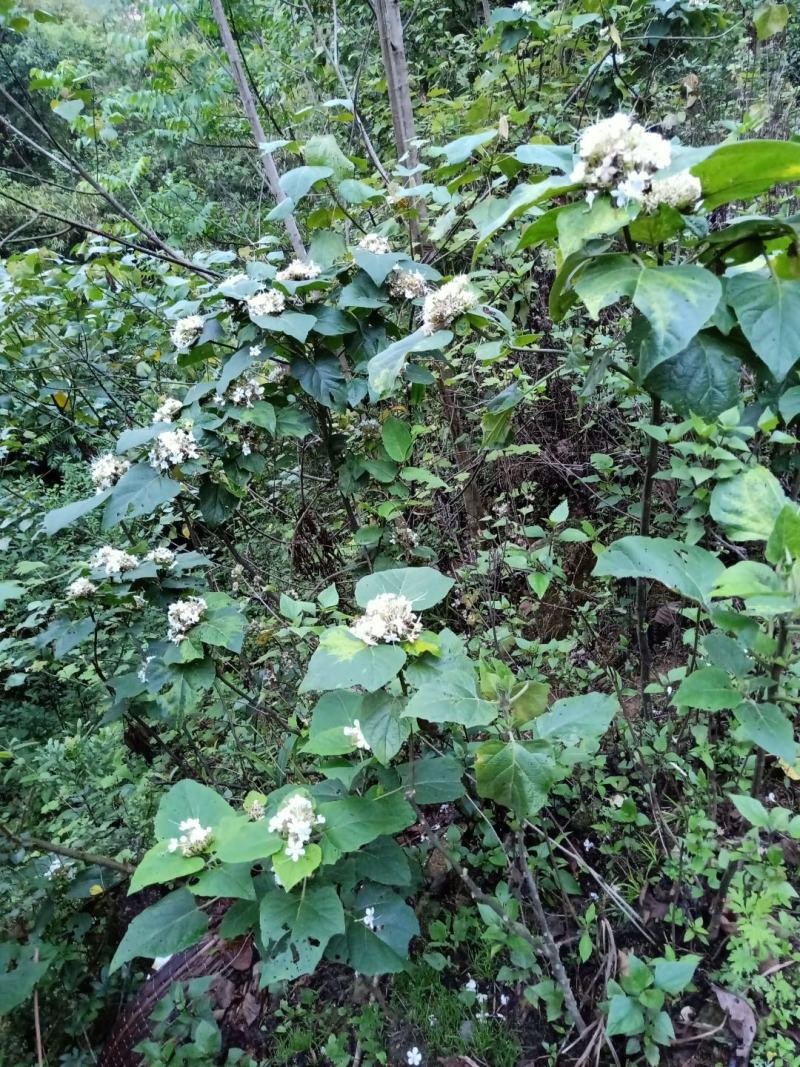 多年野生臭牡丹、臭梧桐、大红袍，有白花和紫花，需要预定。