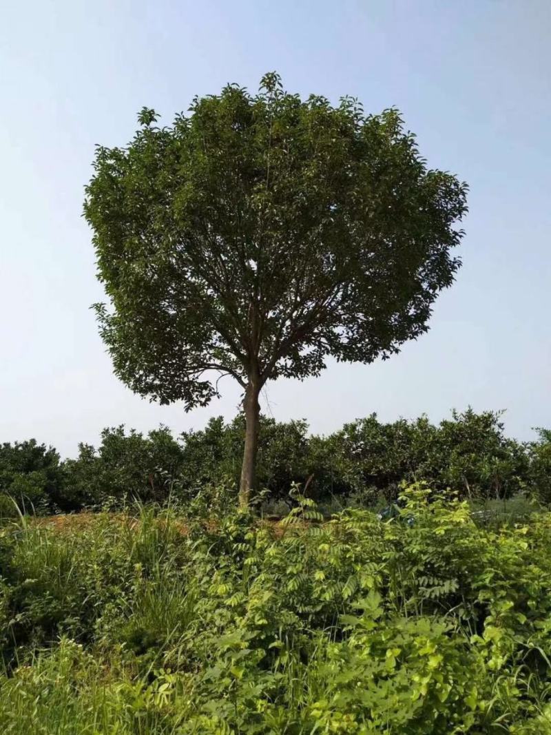 红果冬青10～30公分